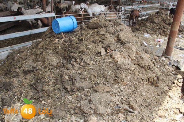 abo selmeiy 0528 (43).JPG